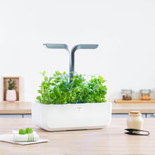 Load image into Gallery viewer, Organic Moroccan Mint Lingot®