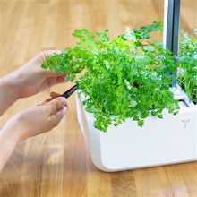 Load image into Gallery viewer, Chervil Lingot®