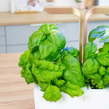 Load image into Gallery viewer, Mammoth Basil Lingot®