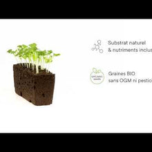 Load and play video in Gallery viewer, Chervil Lingot®