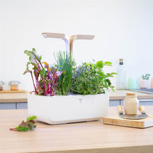 Load image into Gallery viewer, Beet Greens Lingot®