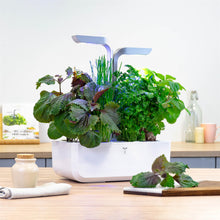 Load image into Gallery viewer, Two-tone Shiso Lingot®