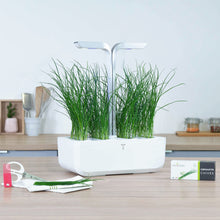 Load image into Gallery viewer, Chinese Chives Lingot®