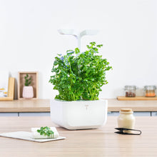 Load image into Gallery viewer, Cilantro Lingot®