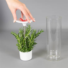 Load image into Gallery viewer, Véritable® Glass herb keeper