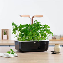 Load image into Gallery viewer, Curly Parsley Lingot®