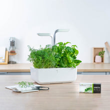 Load image into Gallery viewer, Dill Lingot®