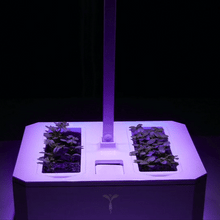 Load image into Gallery viewer, Exky® CLASSIC Garden