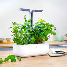 Load image into Gallery viewer, Icy Mint Lingot®