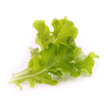 Load image into Gallery viewer, Oakleaf Lettuce Lingot®