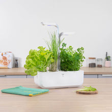 Load image into Gallery viewer, Oakleaf Lettuce Lingot®