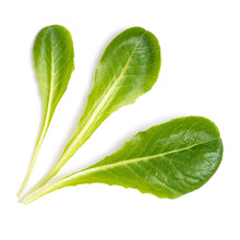 Load image into Gallery viewer, Romaine Lettuce Lingot®