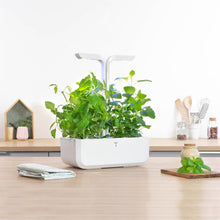 Load image into Gallery viewer, Lemon Basil Lingot®