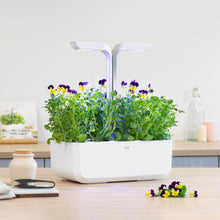 Load image into Gallery viewer, Pansy Lingot®