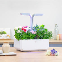 Load image into Gallery viewer, Phlox Lingot®