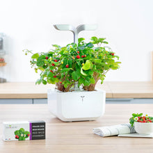 Load image into Gallery viewer, Wild Red Strawberry Lingot®