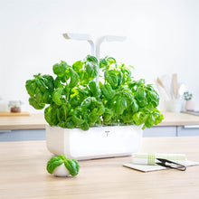 Load image into Gallery viewer, Sweet Basil Lingot®