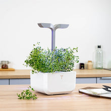 Load image into Gallery viewer, Thyme Lingot®