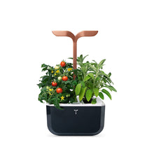 Load image into Gallery viewer, Color: Copper Edition