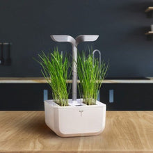 Load image into Gallery viewer, Chives Lingot®