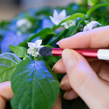 Load image into Gallery viewer, Véritable® Pollination Brush