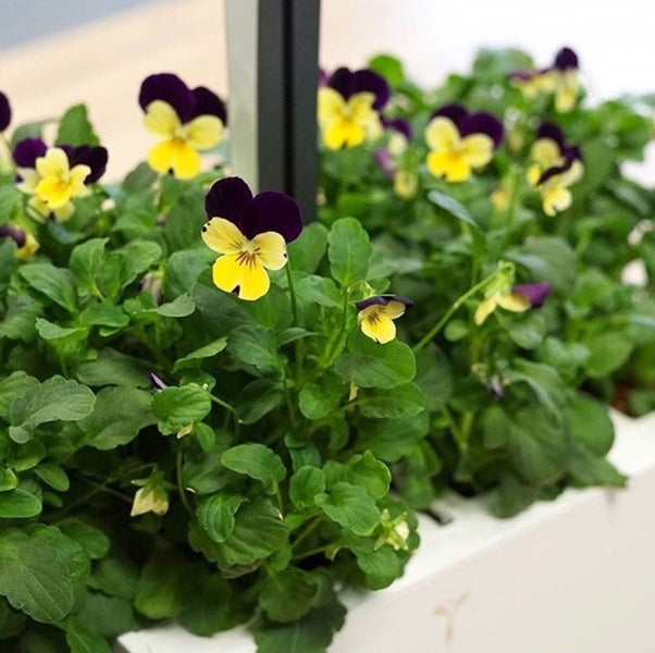 Veritable Launches Series of Edible Flowers For Indoor Garden - kitchenwaretoday.com