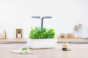 Organic Moroccan Mint Lingot®
