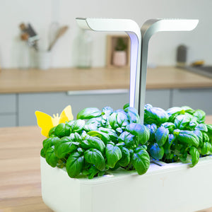 8 yellow butterfly sticky traps against insects