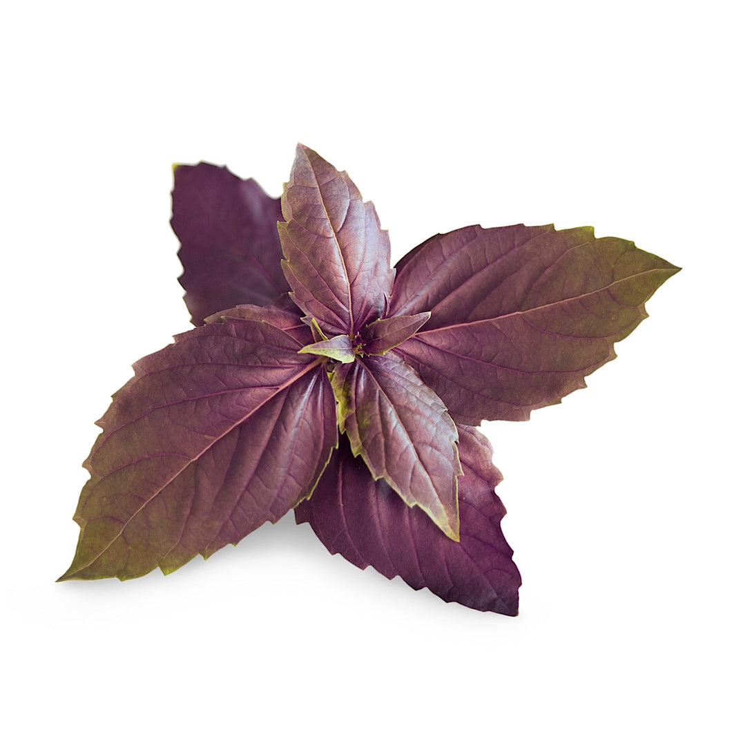 Purple Basil Lingot®