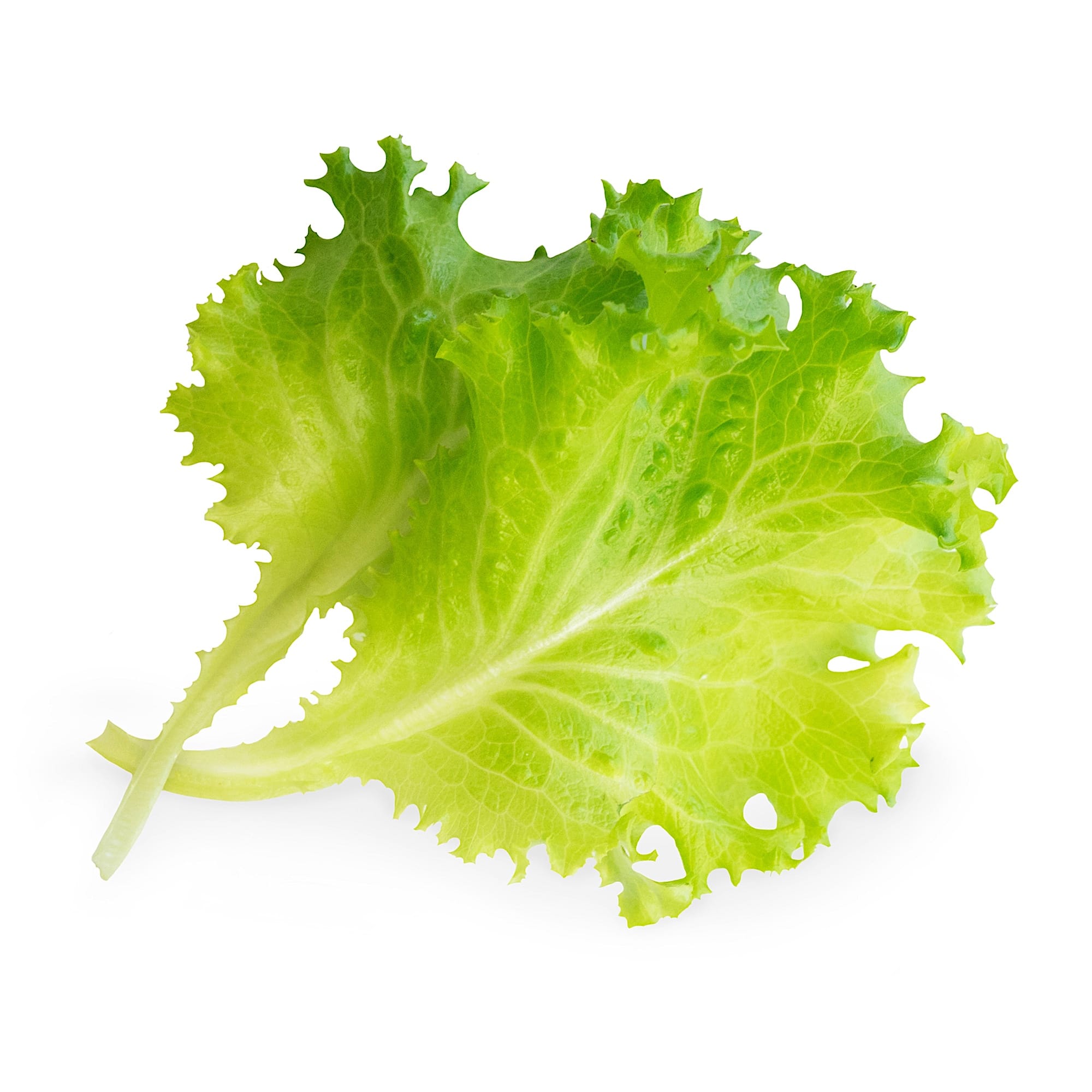 Oakleaf Lettuce Lingot® – Véritable SAS