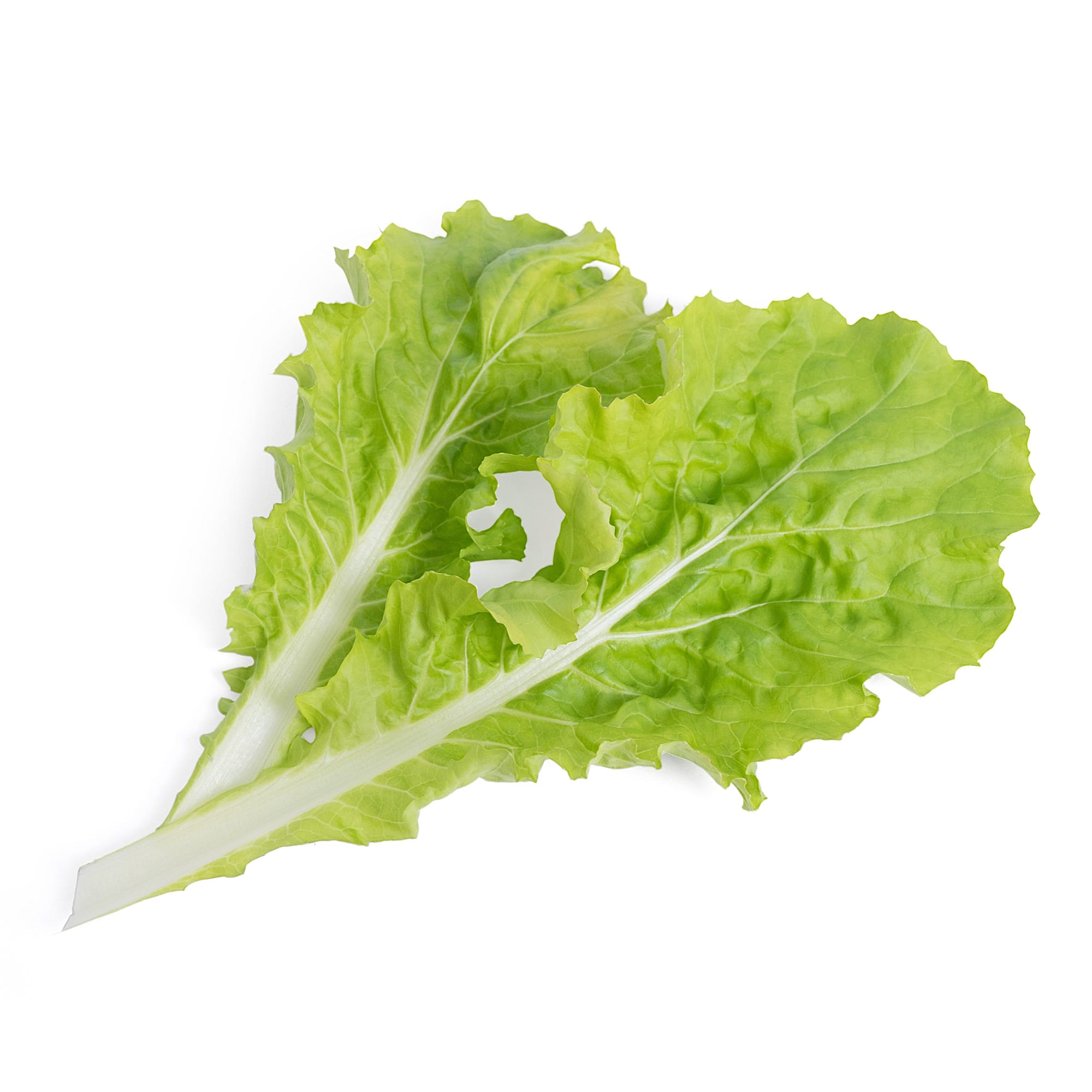 Oakleaf Lettuce Lingot® – Véritable SAS