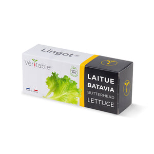 Butterhead Lettuce Lingot®